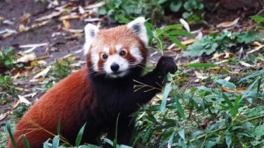 Kırmızı panda yeşil bambu yaprakları yer. yavaş çekim