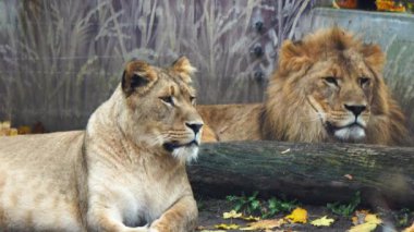 Aslan ve dişi aslanın doğal yaşam alanına yakın.