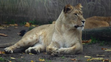 Dişi aslan yalan söyler ve vahşi doğada ağzını açar.