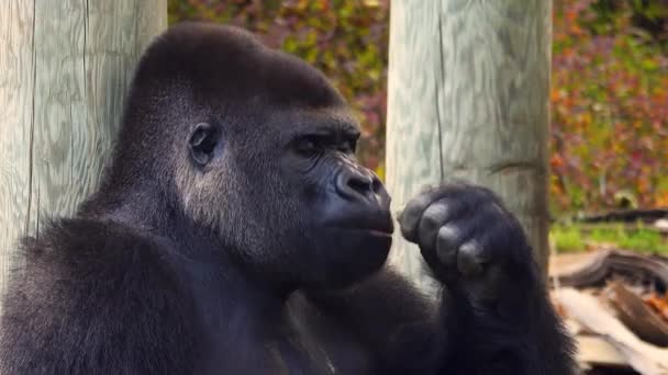Gorille Des Basses Terres Ouest Mange Des Feuilles Automne — Video