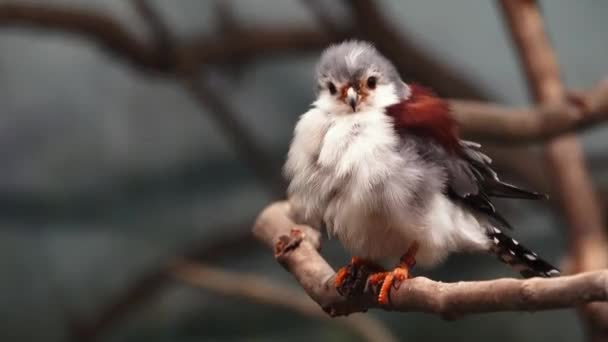 Falco Pigmeo Africano Ramo Albero — Video Stock