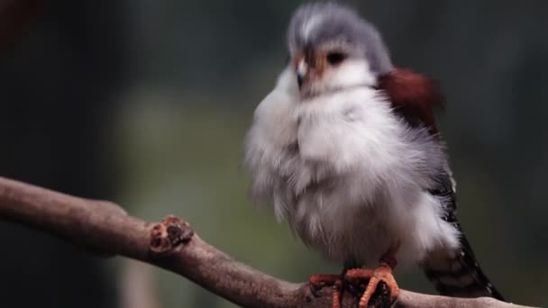 Faucon Pygmée Africain Sur Une Branche Arbre — Video