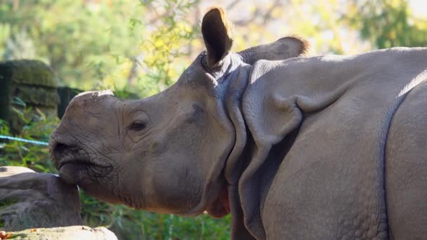 Rinoceronte Indio Lame Roca Salada Hábitat Natural — Vídeo de stock
