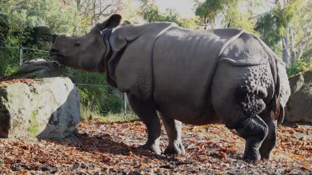 Indian Rhinoceros Licks Salt Rock Natural Habitat — Stock Video