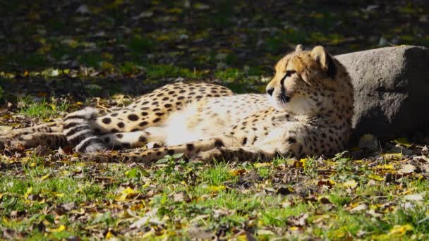 Gepard Vyhřívá Slunci Dívá Různými Směry — Stock video