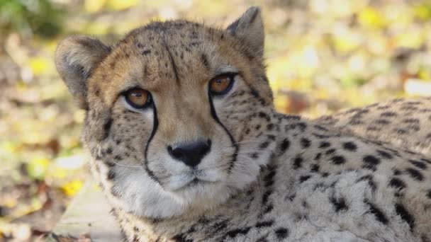 Porträt Eines Geparden Natürlichen Lebensraum Zeitlupe — Stockvideo