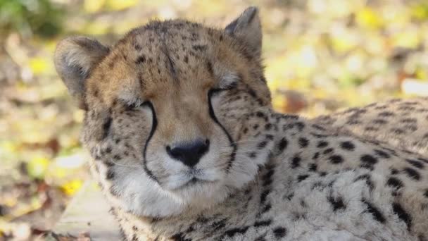Porträt Eines Geparden Natürlichen Lebensraum — Stockvideo