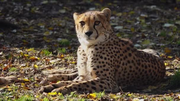 Portrett Gepard Naturlig Habitat – stockvideo