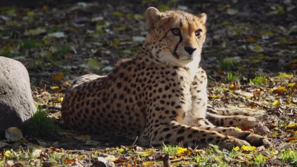 Gepard Vyhřívá Slunci Dívá Různými Směry — Stock video