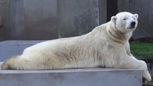 Blanc Ours Polaire Sieste Dans Zoo — Video