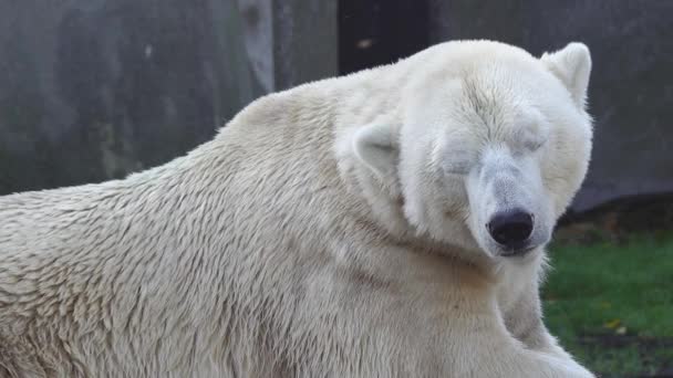 Beyaz Kutup Ayısı Hayvanat Bahçesinde Kestiriyor — Stok video