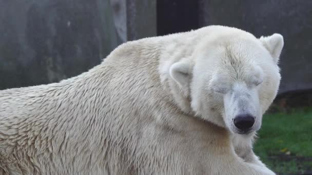 White Polar Bear Napping Zoo — Stock Video