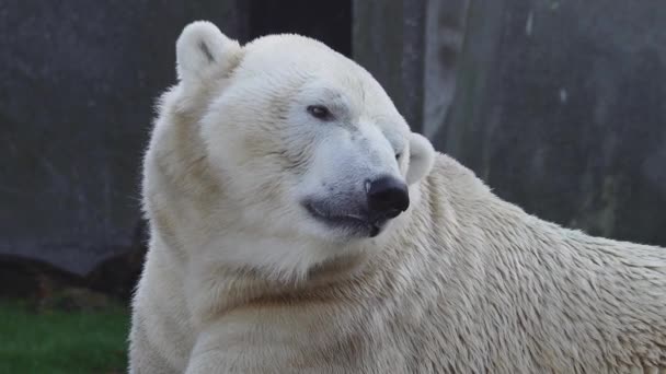 Oso Polar Blanco Mira Diferentes Direcciones Sacude Cabeza — Vídeo de stock