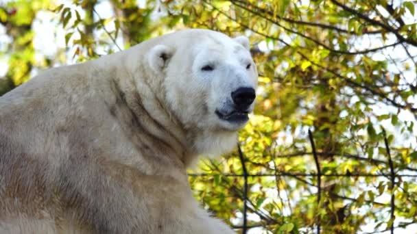Beyaz Kutup Ayısı Yeni Kokular Alıyor — Stok video