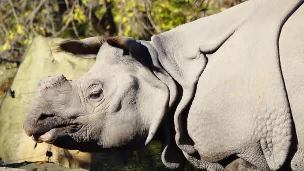 Rinocerontes Indianos Wiggles Orelhas Lateralmente — Vídeo de Stock