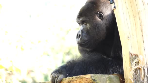 Západní Nížinná Gorila Přemýšlí Dívá Různými Směry Zpomalený Pohyb — Stock video