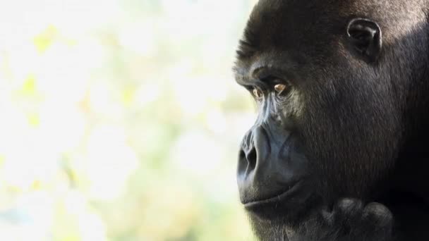 Gorila Occidental Tierras Bajas Mirando Diferentes Direcciones — Vídeos de Stock