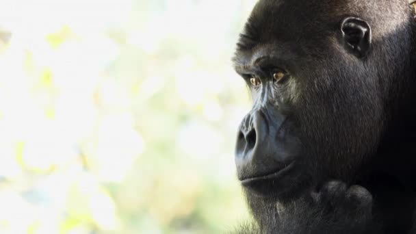 Western Lowland Gorilla Looking Different Directions — Stock Video