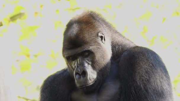 Gorila Barat Dataran Rendah Melihat Arah Yang Berbeda — Stok Video