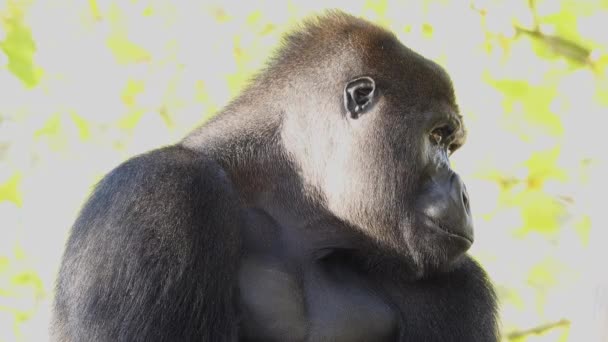 Batı Ova Gorilleri Farklı Yönlere Bakıp Düşünüyor Yavaş Çekim — Stok video