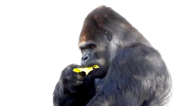 Western Lowland Gorilla Eats Yellow Maple Leaf Looks Different Directions — Stock Video