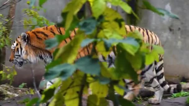 雄虎在其自然栖息地的墙上行走 — 图库视频影像