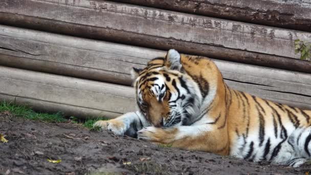 老虎在梳理毛皮 — 图库视频影像