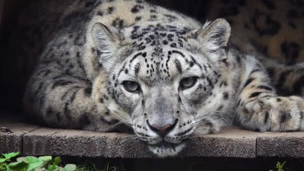 Leopardo Nieve Panthera Uncia Primer Plano Descansando Hábitat Natural — Vídeos de Stock