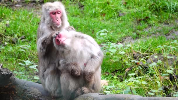 雄日本猕猴 Macaca Fuscata 从雌猕猴身上寻找跳蚤 — 图库视频影像