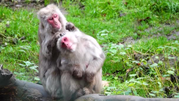Male Japanese Macaque Macaca Fuscata Looking Fleas Female Slow Motion — Stock Video