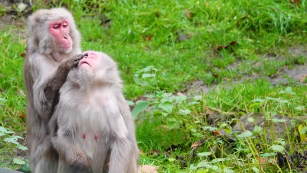 Man Japansk Makak Macaca Fuscata Letar Efter Loppor Från Hona — Stockvideo