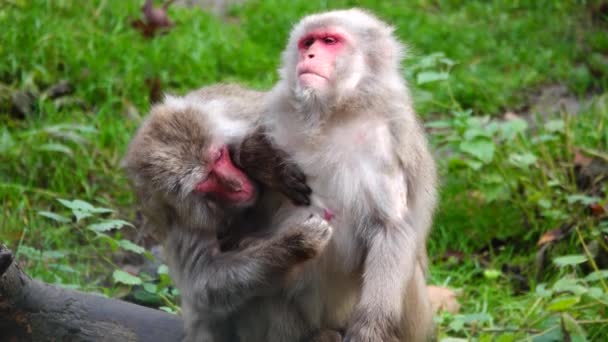 Samec Japonského Makaka Macaca Fuscata Hledající Blechy Samice — Stock video