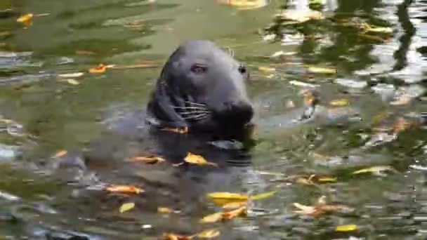 海狗游毛皮海豹把头伸出水面 — 图库视频影像