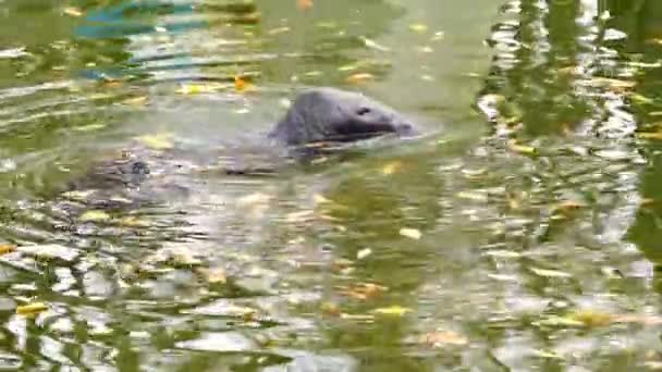 毛皮のシールが泳いで水の上に頭を突き上げ — ストック動画