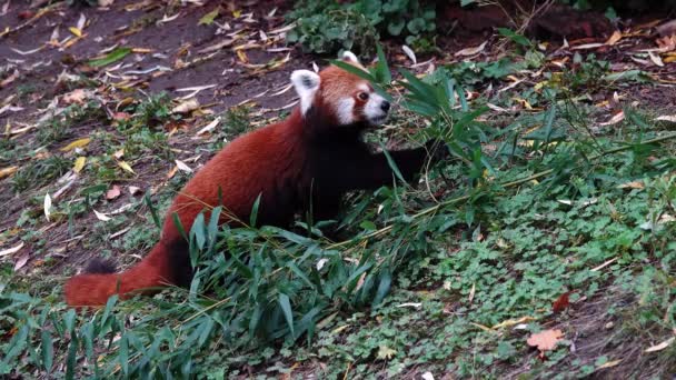 Czerwona Panda Zjada Zielone Liście Bambusa Zwolniony Ruch — Wideo stockowe