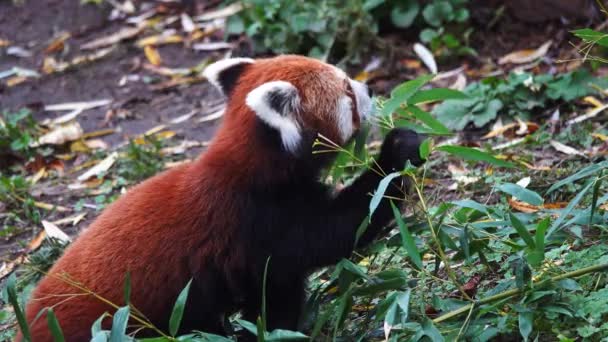 Panda Rojo Come Hojas Bambú Verde — Vídeos de Stock
