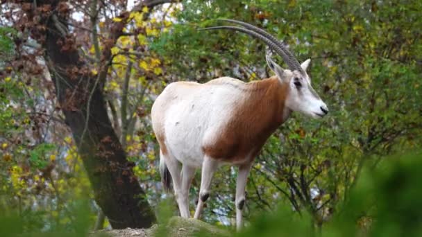 Ящерица Рогатая Орикс Oryx Dammah Стоит Камне Фоне Осеннего Леса — стоковое видео