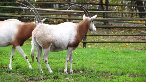 山核桃 Oryx Dammah 两只羚羊在绿草上散步 — 图库视频影像