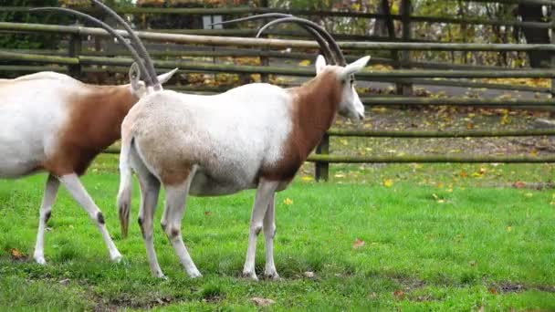 Oryx Cuernos Cimitarra Oryx Dammah Encuentra Una Piedra Sobre Telón — Vídeos de Stock