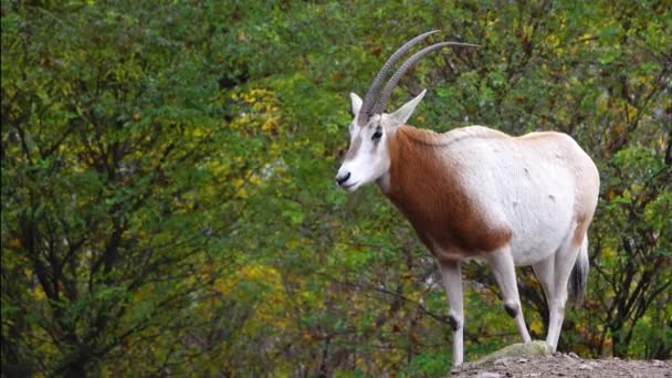 Kılıç Boynuzlu Antilop Oryx Dammah Bir Sonbahar Ormanının Zeminine Karşı — Stok video