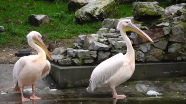 İki büyük beyaz pelikan (pelecanus onocrotalus) bir yaz günü yan yana durur ve tüylerini temizler.