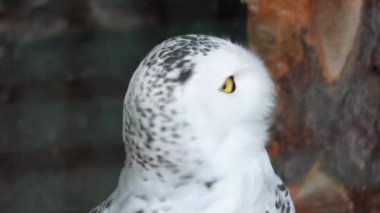 Kafasını bulanık arkaplana çeviren karlı baykuşu kapat