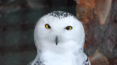 Kafasını bulanık arkaplana çeviren karlı baykuşu kapat