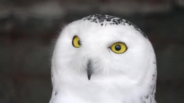 Kafasını bulanık arkaplana çeviren karlı baykuşu kapat