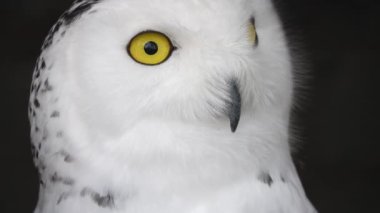 Karlı baykuşun kafasının bulanık arka planda, yavaş çekimde dönmesine yakınlaş