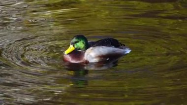 Erkek yaban ördeği suda yüzer. yavaş çekim