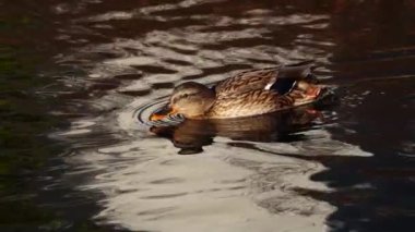 Dişi yaban ördeği suda yüzer. yavaş çekim