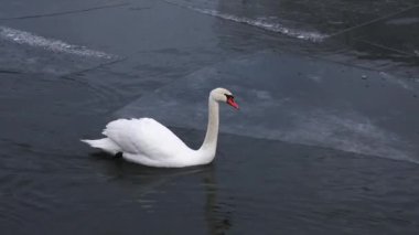 Nehirdeki baharda buz kütlelerinin arasında yüzen beyaz kuğu