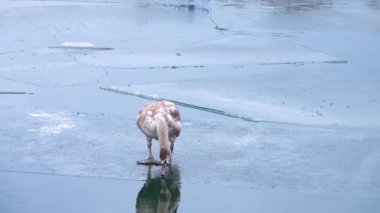 Genç kuğu kışın yiyecek aramak için nehirdeki buzda geziniyor.