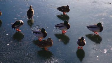 Buzun üzerinde güneşlenen vahşi ördekler